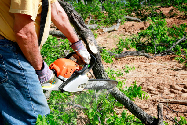 Reliable Pierre Part, LA  Tree Services Solutions